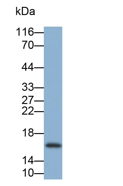 Monoclonal Antibody to Cystatin 1 (CST1)