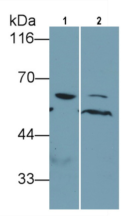 Monoclonal Antibody to Beclin 1 (BECN1)