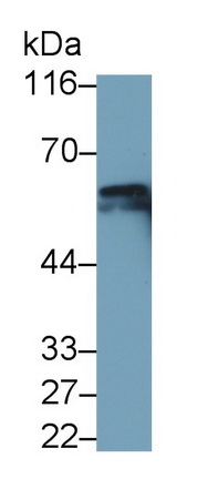 Monoclonal Antibody to Beclin 1 (BECN1)