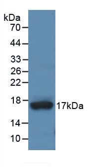 Monoclonal Antibody to A Disintegrin And Metalloproteinase With Thrombospondin 4 (ADAMTS4)