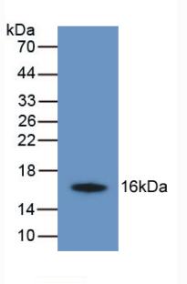 Monoclonal Antibody to Transmembrane Protein 27 (TMEM27)