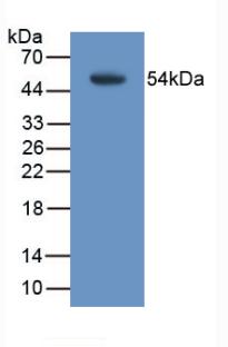 Monoclonal Antibody to Transmembrane Protein 27 (TMEM27)