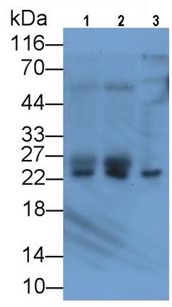 Monoclonal Antibody to Parkinson Disease Protein 7 (PARK7)