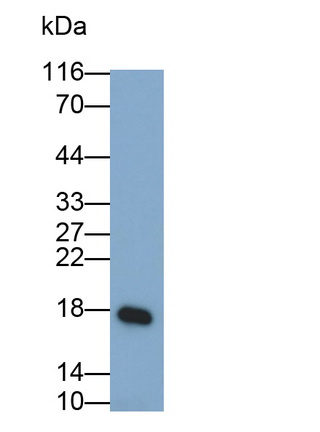 Monoclonal Antibody to Interleukin 1 Family, Member 9 (IL1F9)