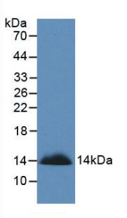 Monoclonal Antibody to Semaphorin 3A (SEMA3A)