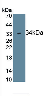 Monoclonal Antibody to Wingless Type MMTV Integration Site Family, Member 7B (WNT7B)