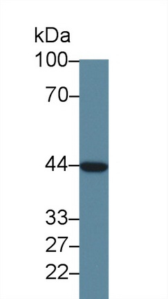 Monoclonal Antibody to Cytochrome P450 3A7 (CYP3A7)