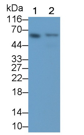 Monoclonal Antibody to Glioblastoma Expressed Ring Finger Protein (GERP)