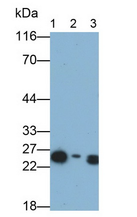 Monoclonal Antibody to Ependymin Related Protein 1 (EPDR1)