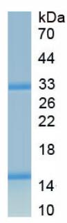 Native Glycated Hemoglobin A1c (HbA1c)