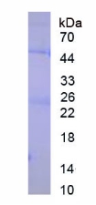 Native Immunoglobulin G (IgG)