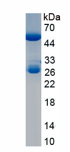 Native Immunoglobulin G (IgG)