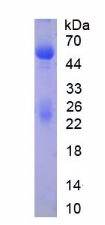 Native Immunoglobulin G (IgG)