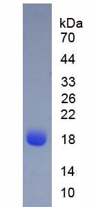 Native Beta-Lactoglobulin (bLg)