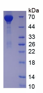 Native Albumin (ALB)