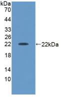 Polyclonal Antibody to Activin A (ACVA)