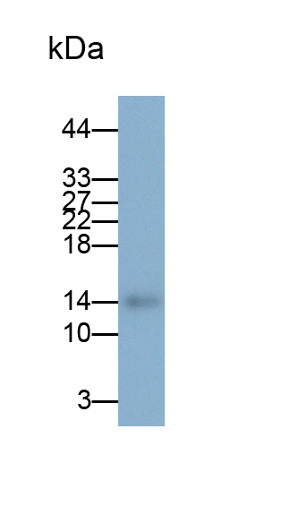 Polyclonal Antibody to Angiotensin I Converting Enzyme (ACE)