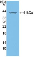 Polyclonal Antibody to Amphiregulin (AREG)