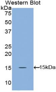 Polyclonal Antibody to Angiopoietin 1 (ANGPT1)