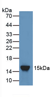 Polyclonal Antibody to Angiopoietin 2 (ANGPT2)