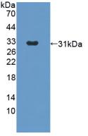 Polyclonal Antibody to Angiopoietin 2 (ANGPT2)