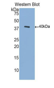 Biotin-Linked Polyclonal Antibody to Brain Derived Neurotrophic Factor (BDNF)