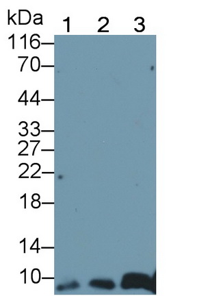 Polyclonal Antibody to S100 Calcium Binding Protein (S100)