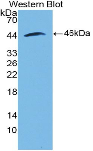 Polyclonal Antibody to Bone Morphogenetic Protein 2 (BMP2)