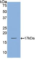 Polyclonal Antibody to Bone Morphogenetic Protein 2 (BMP2)