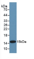 Polyclonal Antibody to Bone Morphogenetic Protein 2 (BMP2)