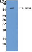 Polyclonal Antibody to Bone Morphogenetic Protein 4 (BMP4)