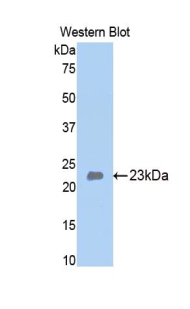 Polyclonal Antibody to Bone Morphogenetic Protein 4 (BMP4)