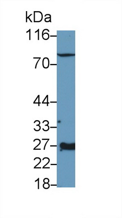 Polyclonal Antibody to Erythropoietin (EPO)