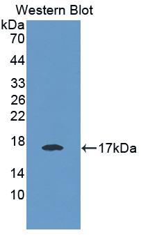 Polyclonal Antibody to E-selectin