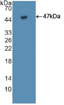 Polyclonal Antibody to Factor Related Apoptosis (FAS)