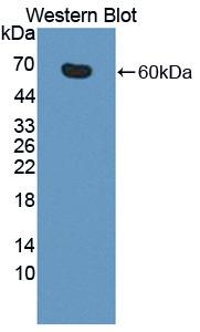 Polyclonal Antibody to Factor Related Apoptosis (FAS)