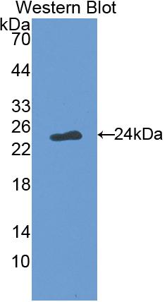 Polyclonal Antibody to Factor Related Apoptosis Ligand (FASL)