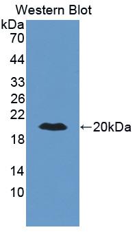 Polyclonal Antibody to Interferon Alpha (IFNa)