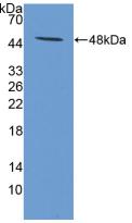 Polyclonal Antibody to Interferon Alpha (IFNa)