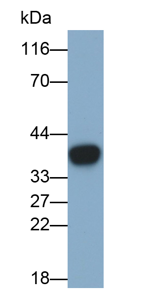 Polyclonal Antibody to Chemokine C-X3-C-Motif Ligand 1 (CX3CL1)