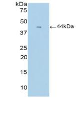 Polyclonal Antibody to Colony Stimulating Factor 3, Granulocyte (GCSF)