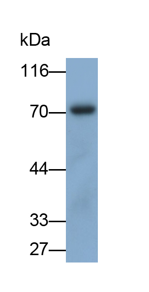 Polyclonal Antibody to Hepatocyte Growth Factor (HGF)