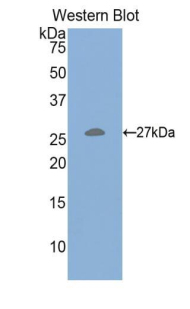 Polyclonal Antibody to Hepatocyte Growth Factor (HGF)