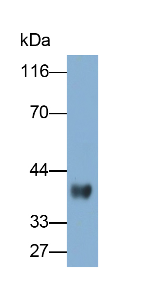 Polyclonal Antibody to Inhibin Beta E (INHbE)