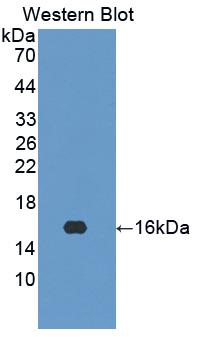 Biotin-Linked Polyclonal Antibody to Interferon Gamma (IFNg)