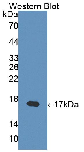 Polyclonal Antibody to Interferon Gamma (IFNg)