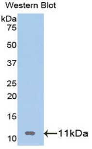 Polyclonal Antibody to Insulin Like Growth Factor 2 (IGF2)