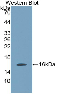 PAA056Mu71.jpg