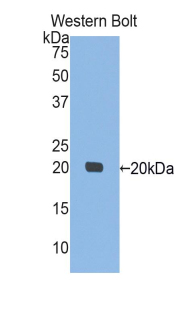 Polyclonal Antibody to Interleukin 10 (IL10)