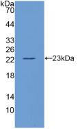 Polyclonal Antibody to Interleukin 10 (IL10)